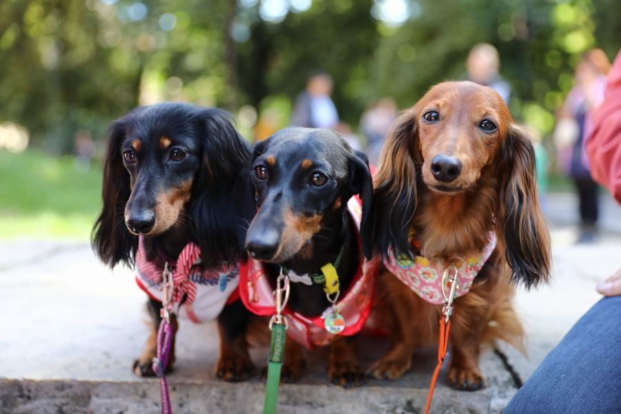 Kraków’s Dachshund Parade March of the Wiener Dogs